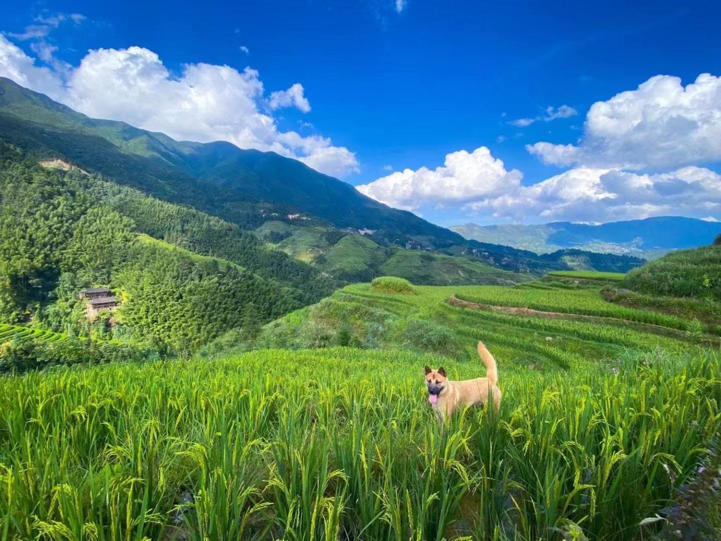 Longji Terrace La Vie Inn Longsheng Buitenkant foto