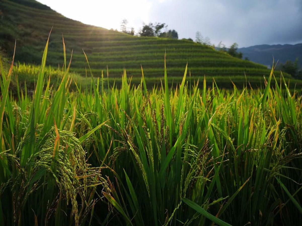 Longji Terrace La Vie Inn Longsheng Buitenkant foto